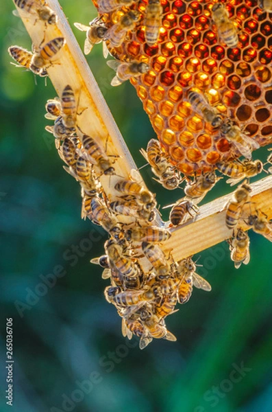 Obraz honey bees on honeycomb in apiary in late summertime 