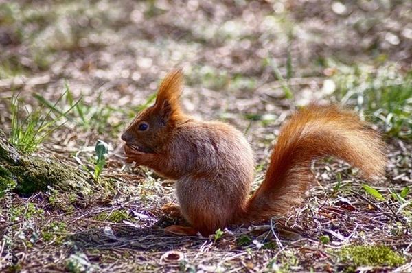 Fototapeta squirrel