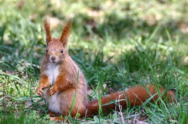 Fototapeta squirrel