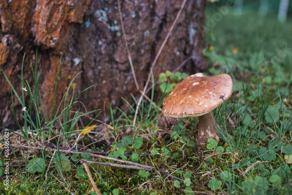 Fototapeta Large boletus in forest, edible mushroom porcini with sun leaks effect. Banner. Copy space.