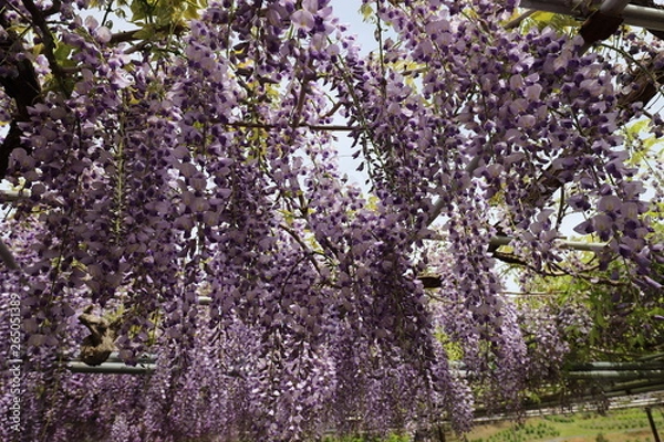 Fototapeta かざはやの里　藤まつり