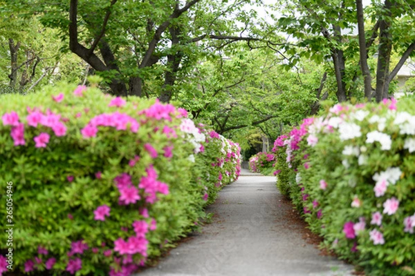 Fototapeta ツツジ