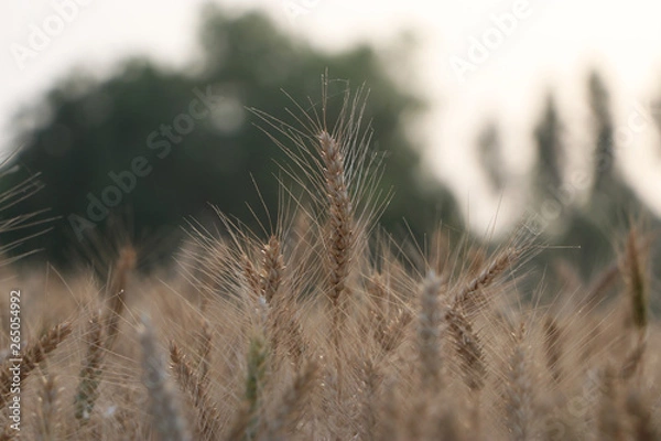Fototapeta Wheat