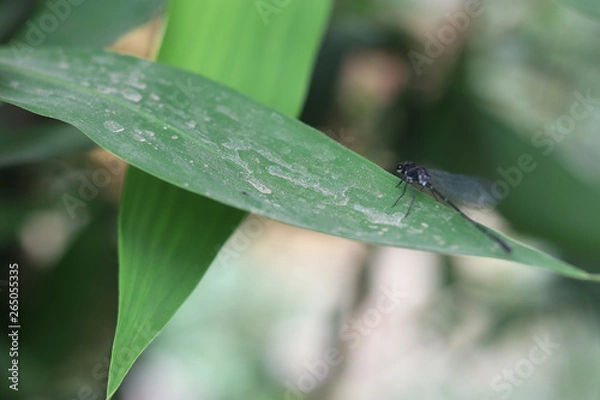 Fototapeta Dragonfly