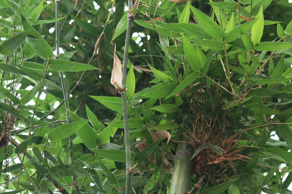 Fototapeta bamboo tree