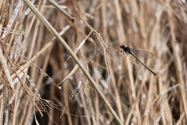 Fototapeta Dragonfly