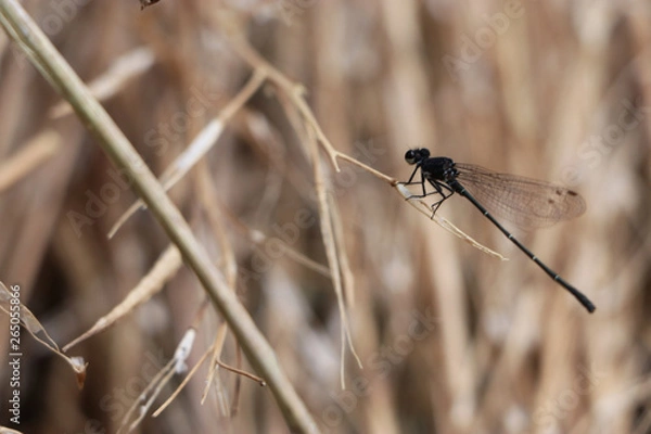 Fototapeta Dragonfly
