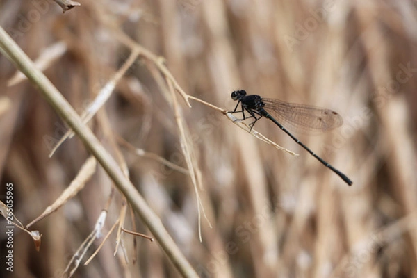 Fototapeta Dragonfly