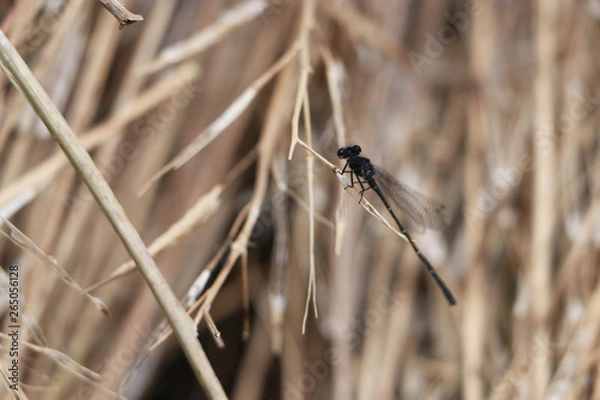 Fototapeta Dragonfly
