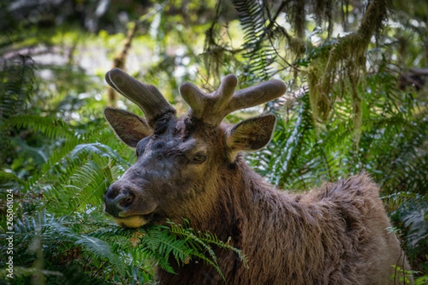 Obraz Elk In Rainforest