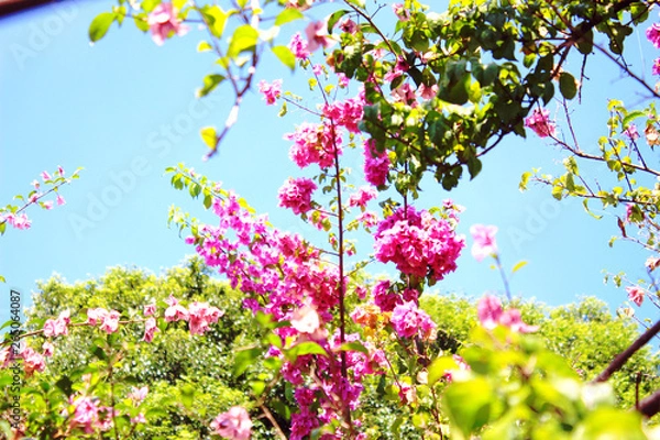 Obraz flowers in spring