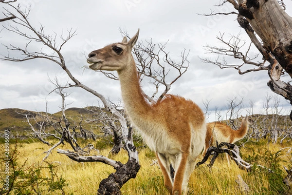 Obraz Guanaco