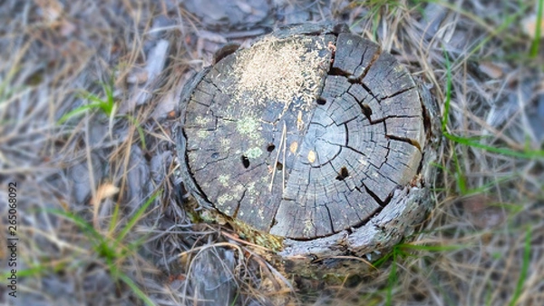 Fototapeta Old, Weathered and Cracked Pine Tree Stump with Moss, Yellow Pine Needles and Insect Holes in a Coniferous Forest on a Summer Day. Top-down View.