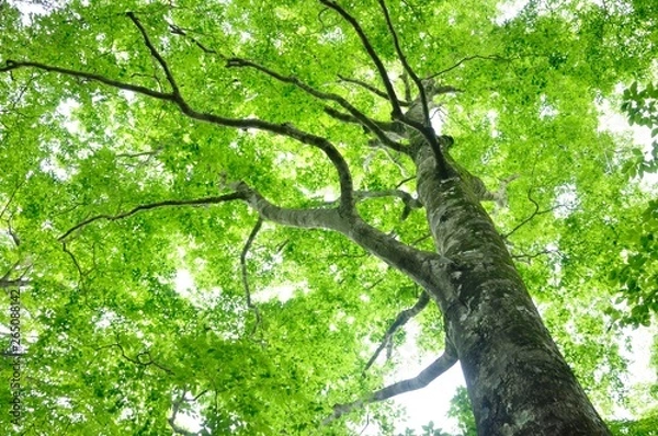 Fototapeta ブナの森