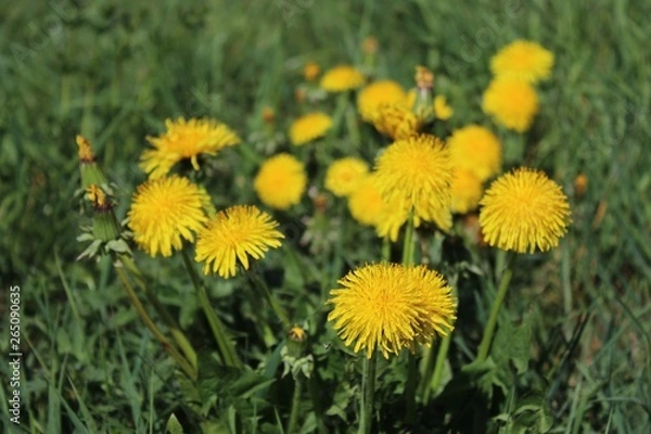 Fototapeta Löwenzahn