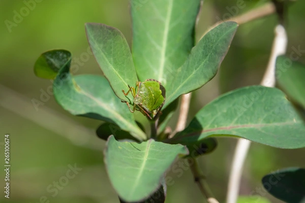 Fototapeta Green Shield Bug on Leaf in Springtime