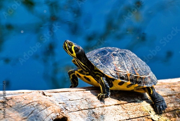 Obraz A  yellow striped Florida red-bellied cooter or Florida redbelly turtle, species of turtle in the family Emydidae, on a wood trunk in a water pond