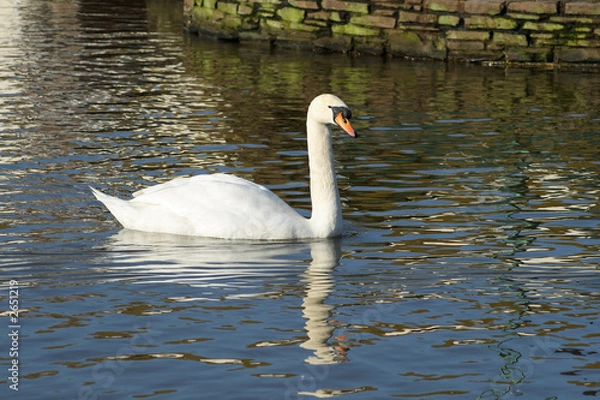 Fototapeta an elegant white swan with a clear water reflectio