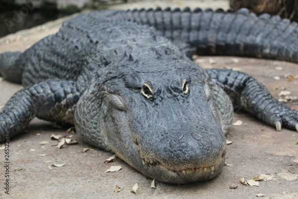 Obraz alligator