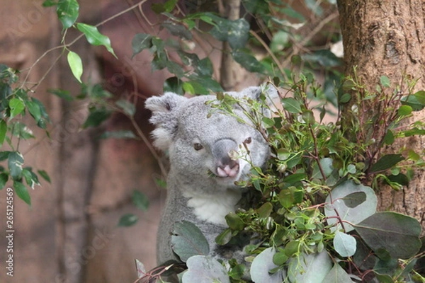 Obraz Koala