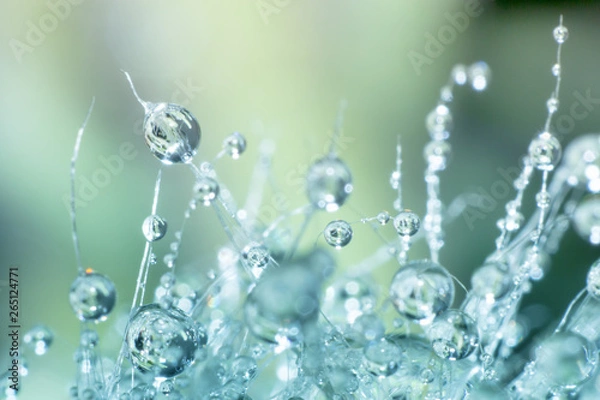 Fototapeta the water drop on cactus, the water drop pattern in nature background