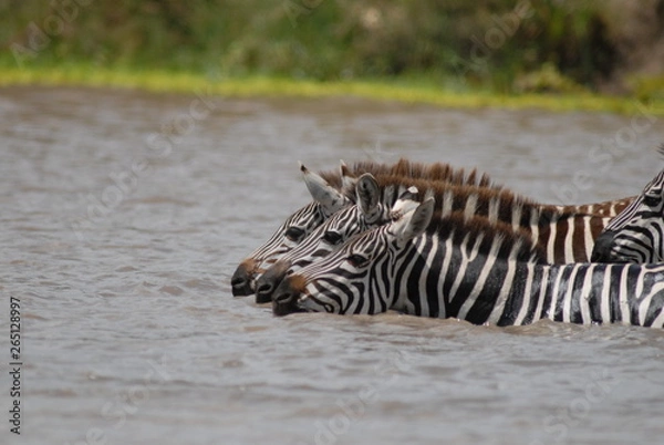 Fototapeta Zebra drinking