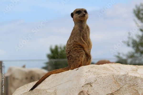 Obraz suricate