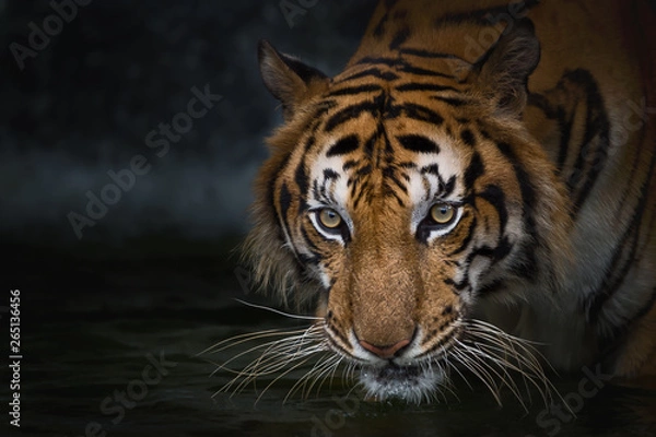 Obraz Portrait of tiger.
