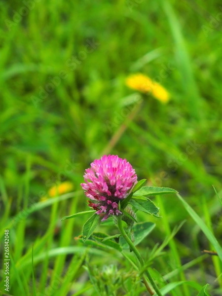 Fototapeta 野原に咲くアカツメクサ