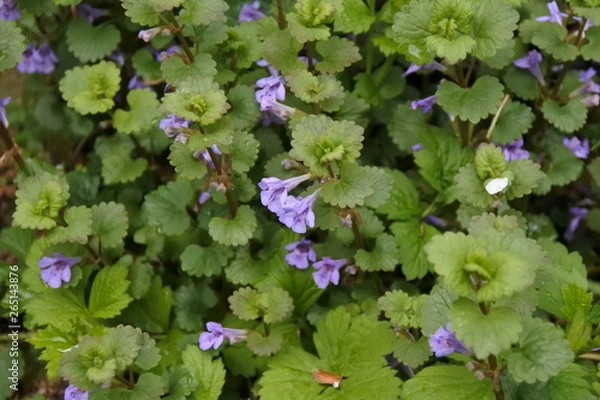 Obraz Scher Dich zum Pfeffer