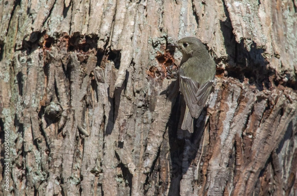 Obraz Ruby crowned Kinglet