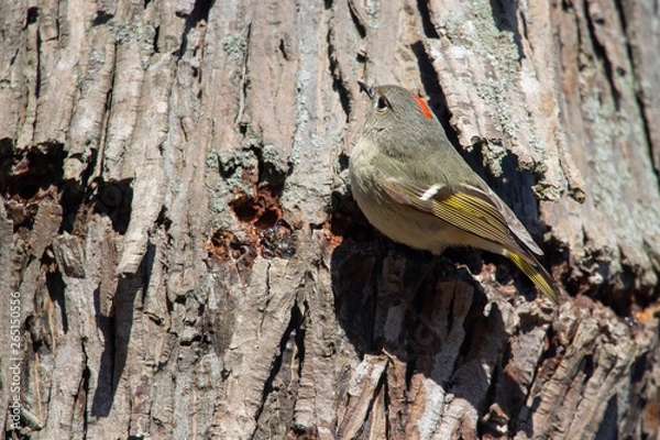 Obraz Ruby crowned Kinglet