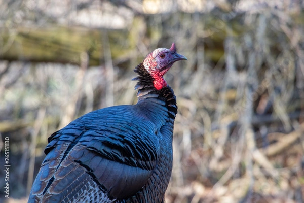 Obraz Wild Turkey portrait