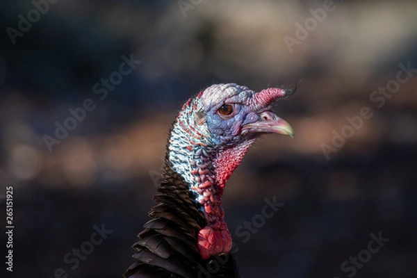 Obraz Wild Turkey portrait