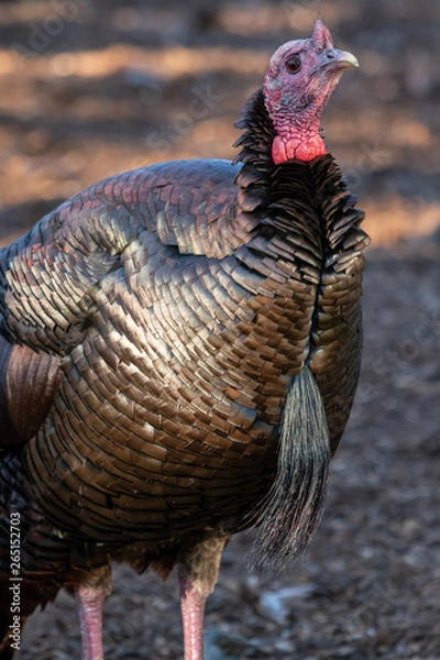 Obraz Wild Turkey portrait