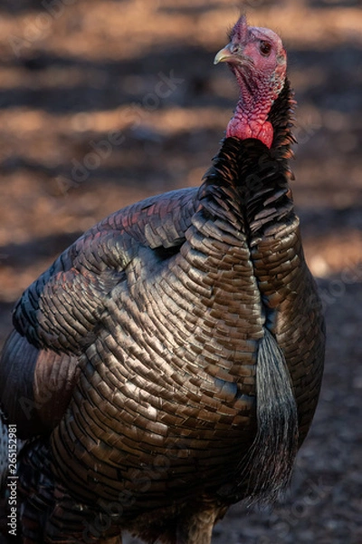 Obraz Wild Turkey portrait