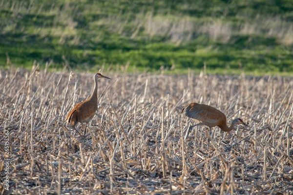 Obraz Sandhill Cranes in field