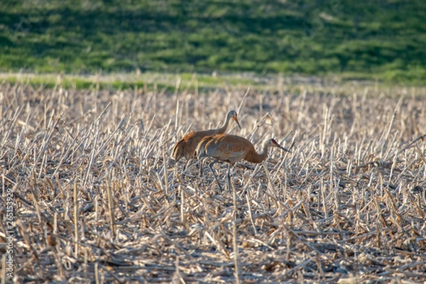 Obraz Sandhill Cranes in field