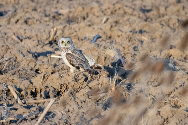 Obraz Short-eared Owl