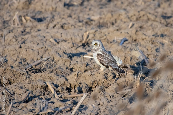 Obraz Short-eared Owl
