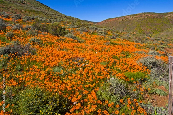 Fototapeta Landscape of orange daisies