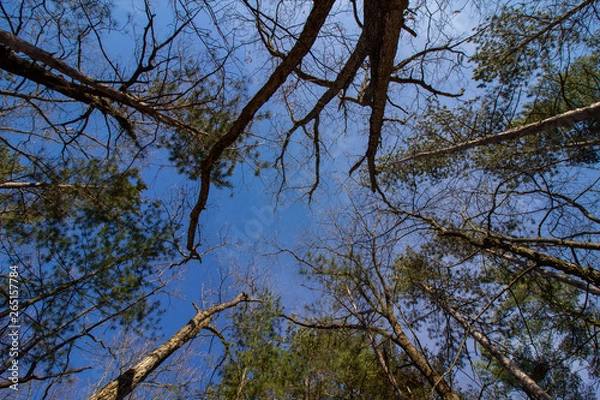 Obraz tree in the sky