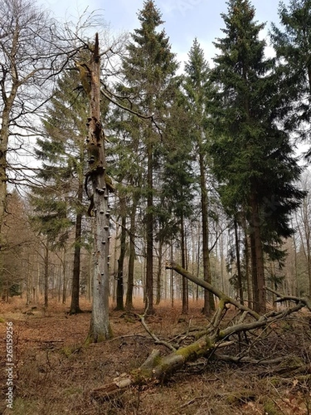 Fototapeta Wald