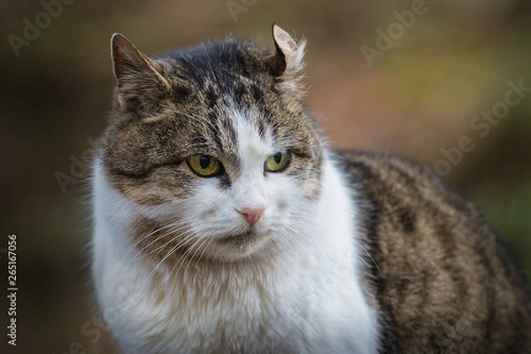 Fototapeta The wild cat in a  park. Background for desing.