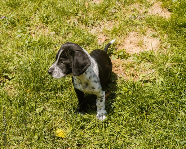 Obraz puppy on grass