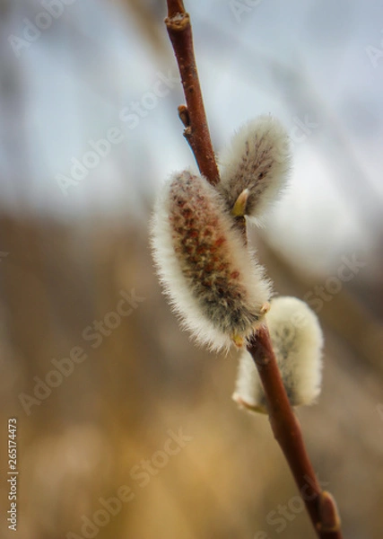 Fototapeta Early spring willow catkins. A branch with swollen buds for Easter decoration. A willow branch pointing upwards as a symbol of spring.