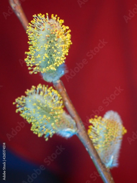Fototapeta Early spring flowering male catkins (pussy willow, grey willow, goat willow). Branches with Expanded buds for Easter decoration. Close-up of Willow twig as a spring symbol, outdoor. 