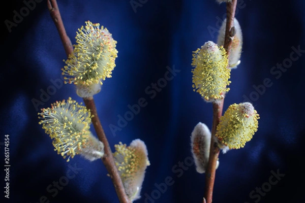 Fototapeta Early spring flowering male catkins (pussy willow, grey willow, goat willow). Branches with Expanded buds for Easter decoration. Close-up of Willow twig as a spring symbol, outdoor. 