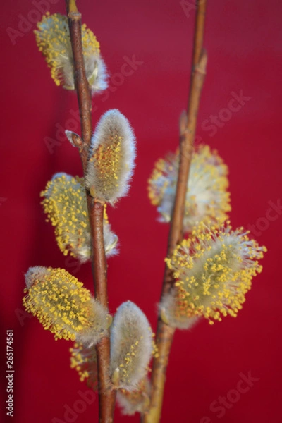 Fototapeta Early spring flowering male catkins (pussy willow, grey willow, goat willow). Branches with Expanded buds for Easter decoration. Close-up of Willow twig as a spring symbol, outdoor. 