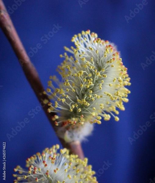 Fototapeta Early spring flowering male catkins (pussy willow, grey willow, goat willow). Branches with Expanded buds for Easter decoration. Close-up of Willow twig as a spring symbol, outdoor. 